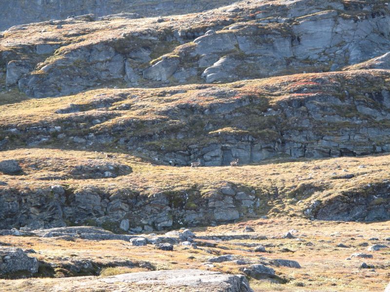 2010-09-04-1145_-_Rensdyr; Terræn