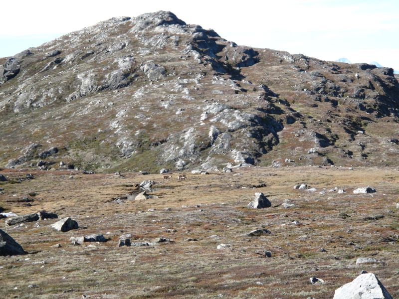 2010-09-04-1159_-_Rensdyr; Terræn