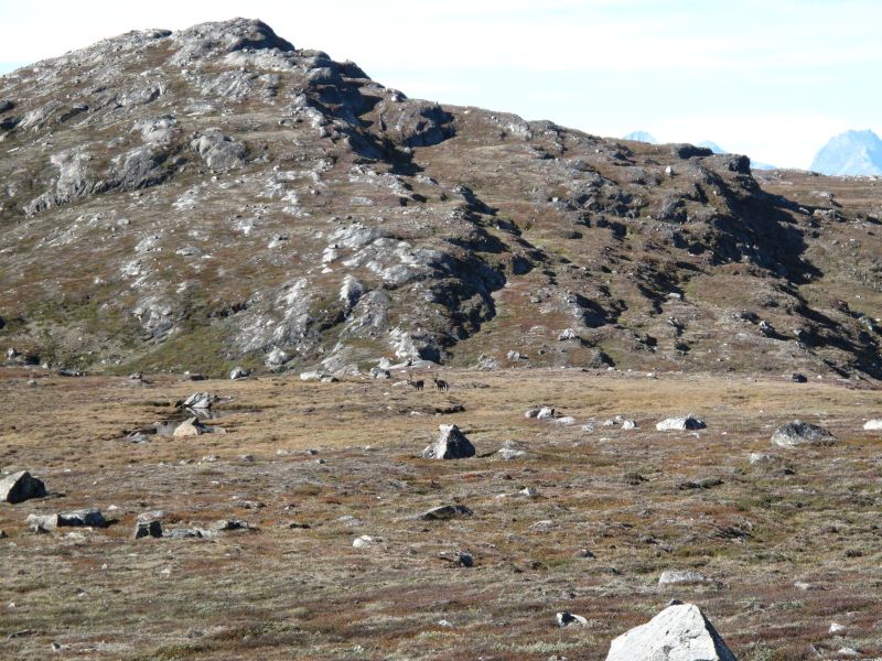 2010-09-04-1200_-_Rensdyr; Terræn