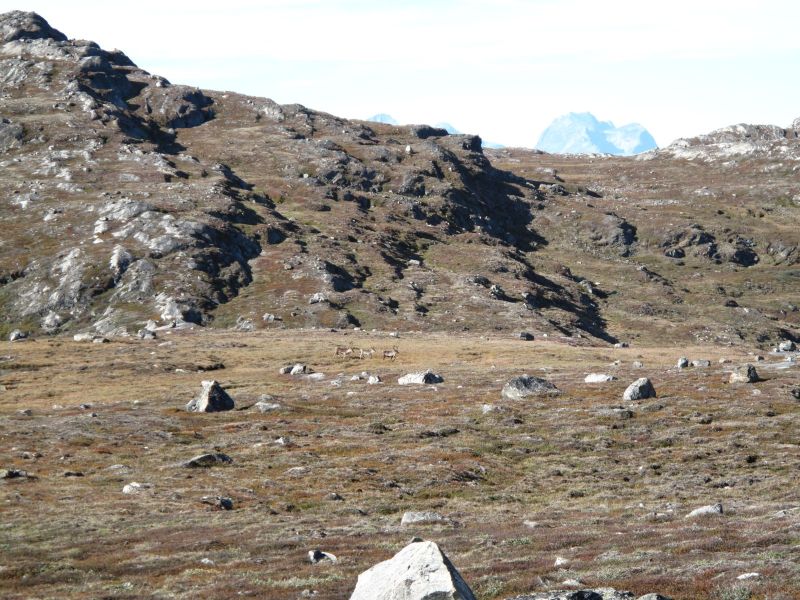 2010-09-04-1200_-_Rensdyr; Terræn_2