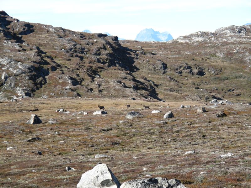 2010-09-04-1201_-_Rensdyr; Terræn