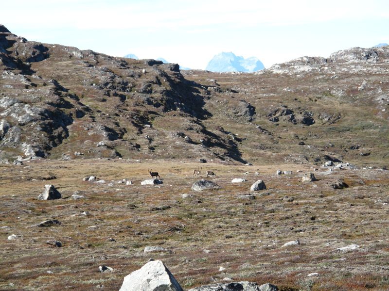 2010-09-04-1201_-_Rensdyr; Terræn_2