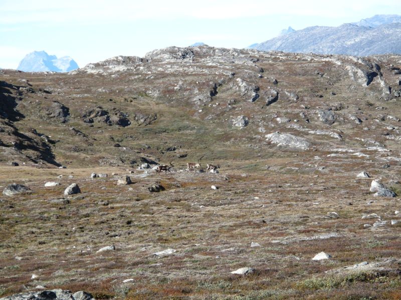 2010-09-04-1203_-_Rensdyr; Terræn