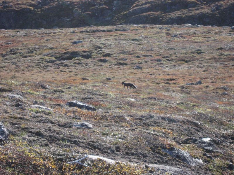 2010-09-04-1212_-_Ræv; Terræn