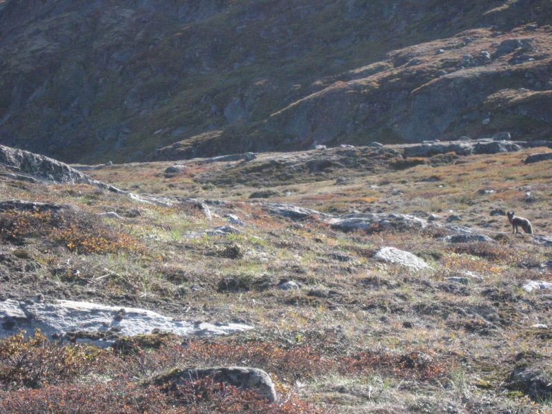 2010-09-04-1212_-_Ræv; Terræn_2