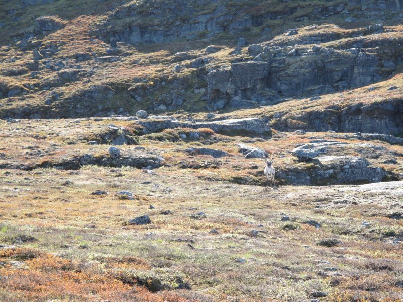 2010-09-04-1222_-_Rensdyr; Terræn