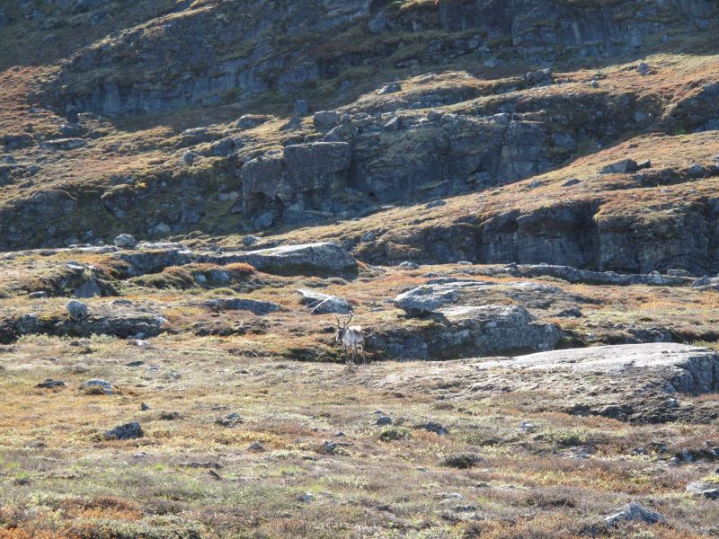 2010-09-04-1222_-_Rensdyr; Terræn_2