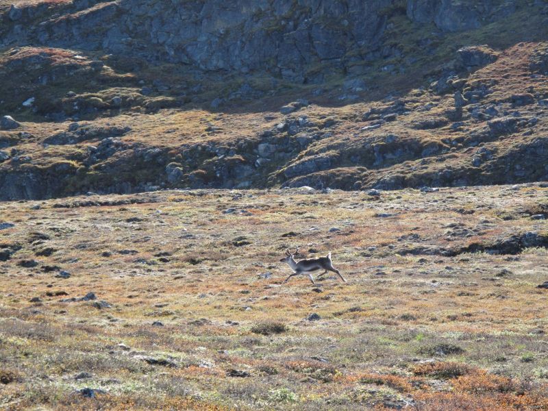2010-09-04-1222_-_Rensdyr; Terræn_3