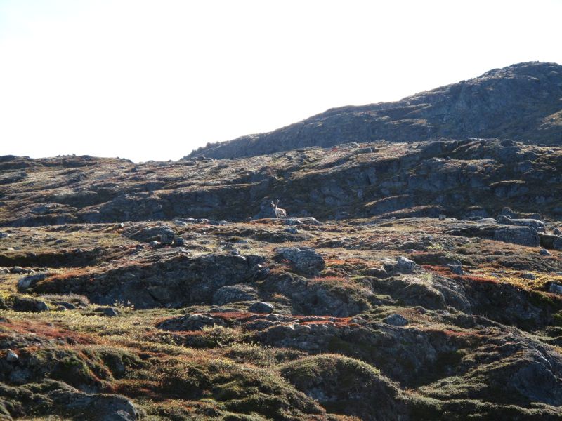 2010-09-04-1331_-_Rensdyr; Terræn