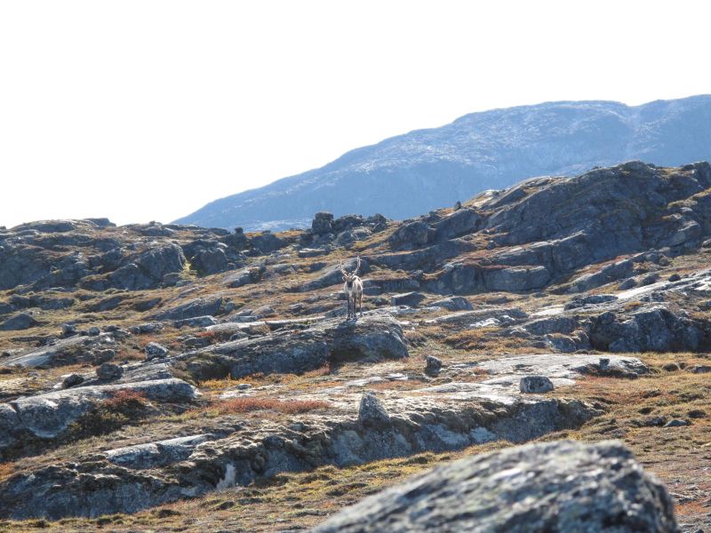 2010-09-04-1438_-_Rensdyr; Terræn