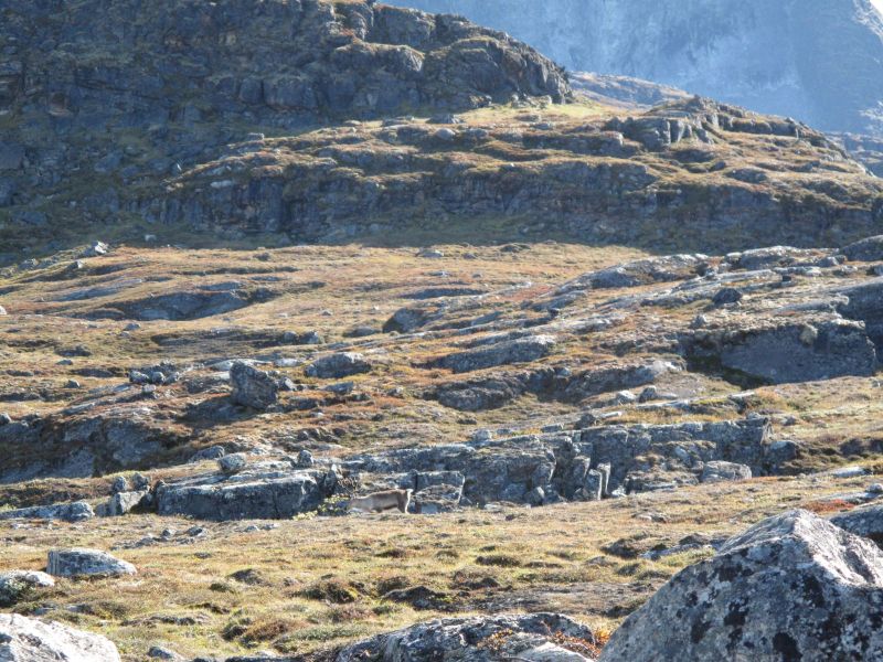 2010-09-04-1438_-_Rensdyr; Terræn_2