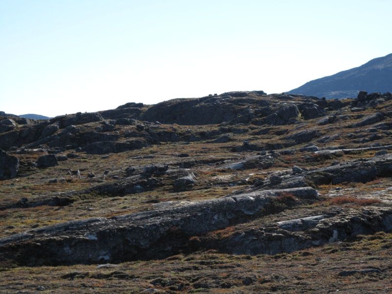 2010-09-04-1438_-_Rensdyr; Terræn_3