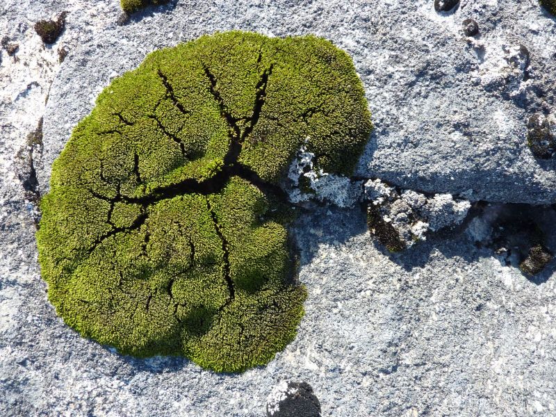 2010-09-09-1437_-_Vegetation