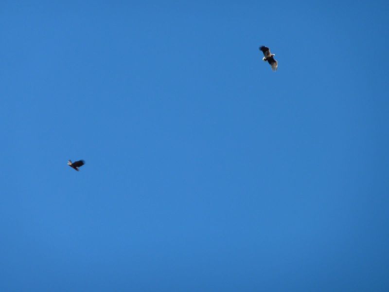 2010-09-18-1152_-_Havørn