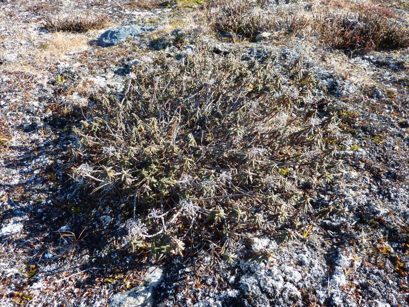 2010-09-18-1356_-_Vegetation
