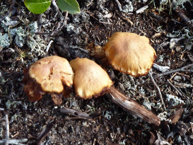 2010-09-19-1233_-_Svamp