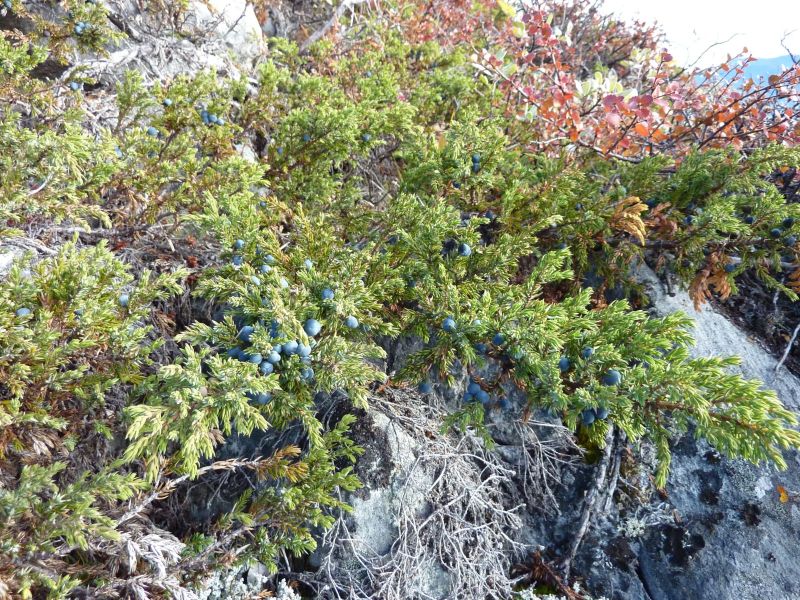 2010-09-19-1256_-_Enebær; Vegetation