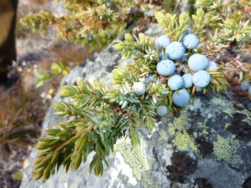 2010-09-19-1256_-_Enebær; Vegetation_2