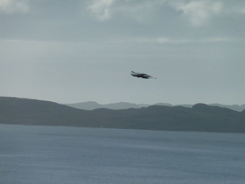 2010-09-23-1318_-_Falk