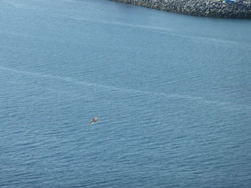 2010-09-23-1320_-_Falk