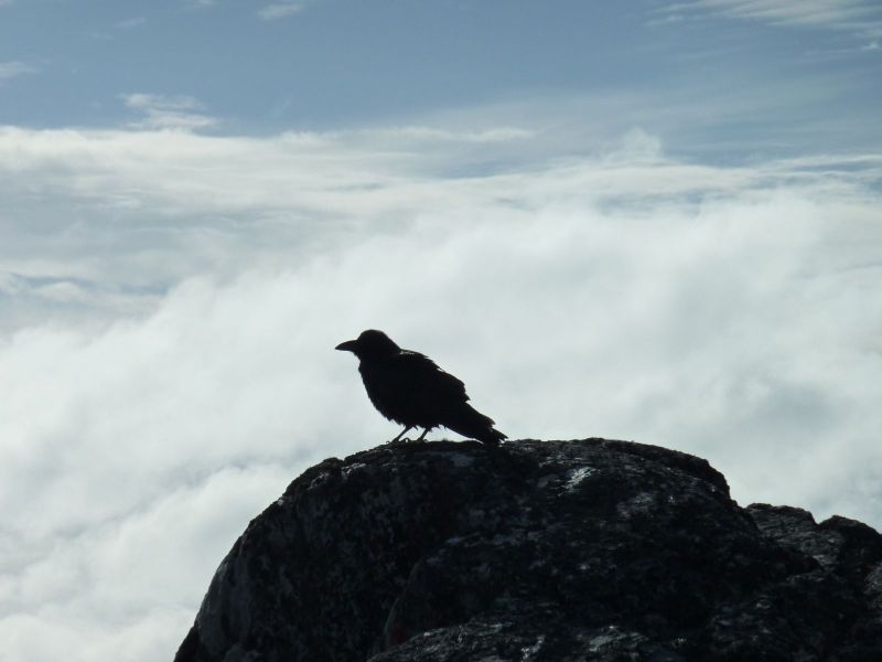 2010-09-23-1335_-_Ravn