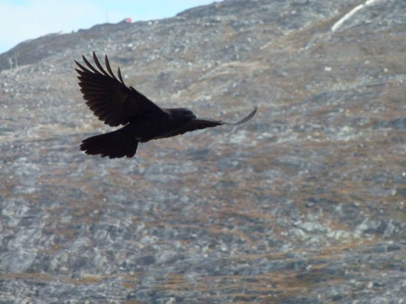 2010-09-23-1351_-_Ravn