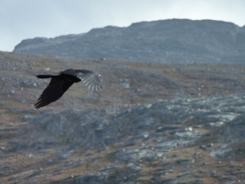 2010-09-23-1351_-_Ravn_2