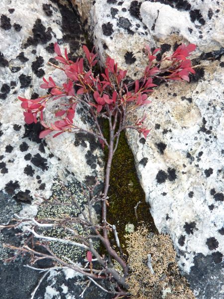 2010-09-23-1410_-_Vegetation
