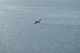 2010-09-23-1319_-_Falk_3