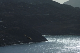 2010-09-23-1319_-_Falk_4