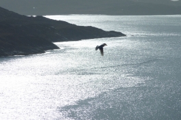 2010-09-23-1319_-_Falk_5