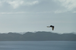 2010-09-23-1319_-_Falk_6