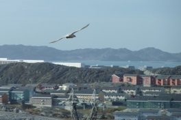 2010-09-23-1319_-_Falk_7