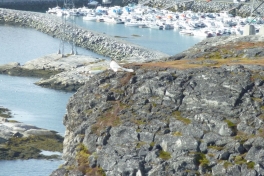 2010-09-23-1319_-_Falk_9