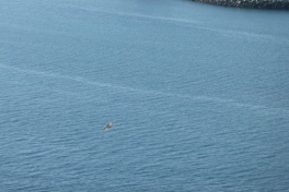 2010-09-23-1320_-_Falk