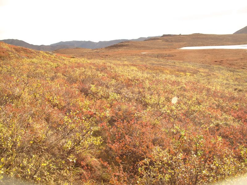 2010-09-25-1135_-_Terræn; Vegetation_2