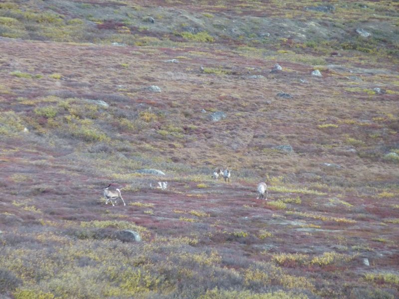 2010-09-25-1204_-_Rensdyr; Terræn