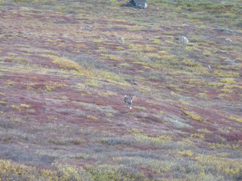 2010-09-25-1204_-_Rensdyr; Terræn_2