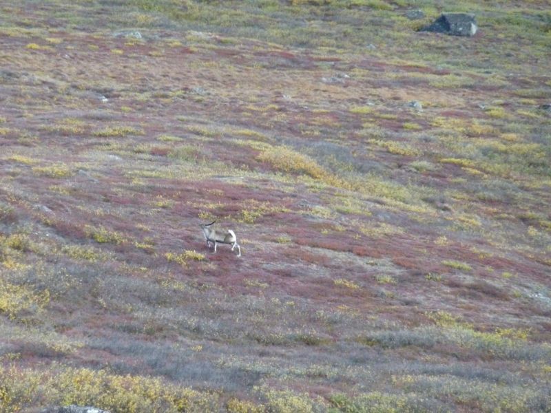 2010-09-25-1204_-_Rensdyr; Terræn_3