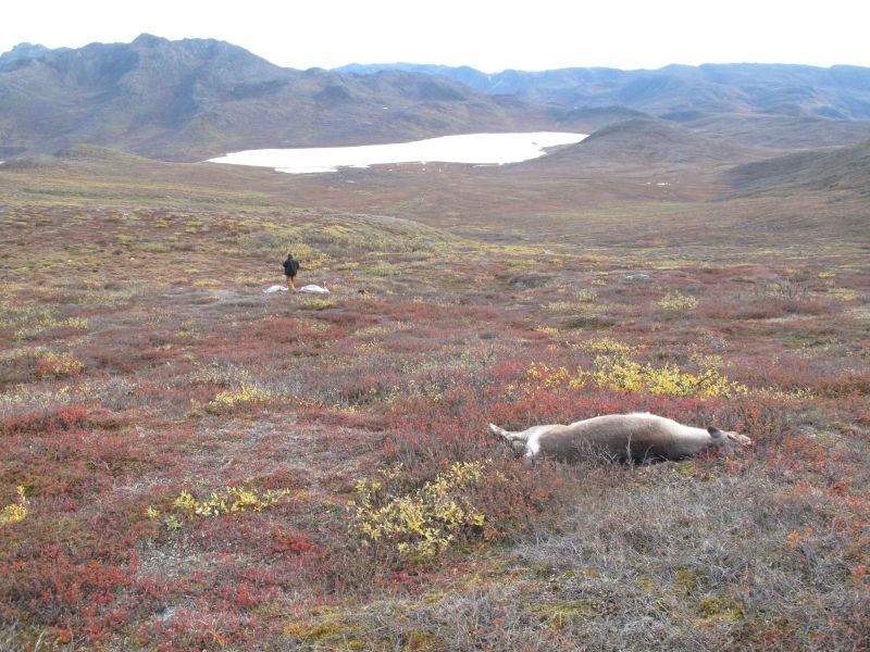 2010-09-25-1211_-_Rensdyr; Terræn