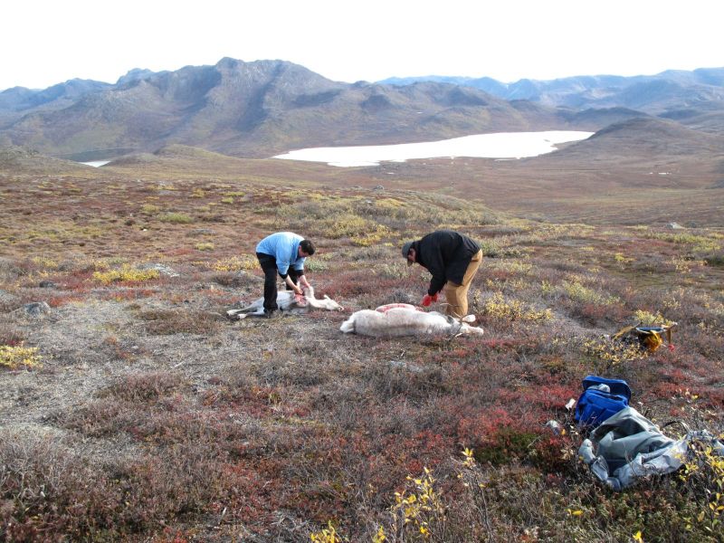 2010-09-25-1222_-_Jesper Eugenius Labansen; Rensdyr; Slagtning; Søren Labansen