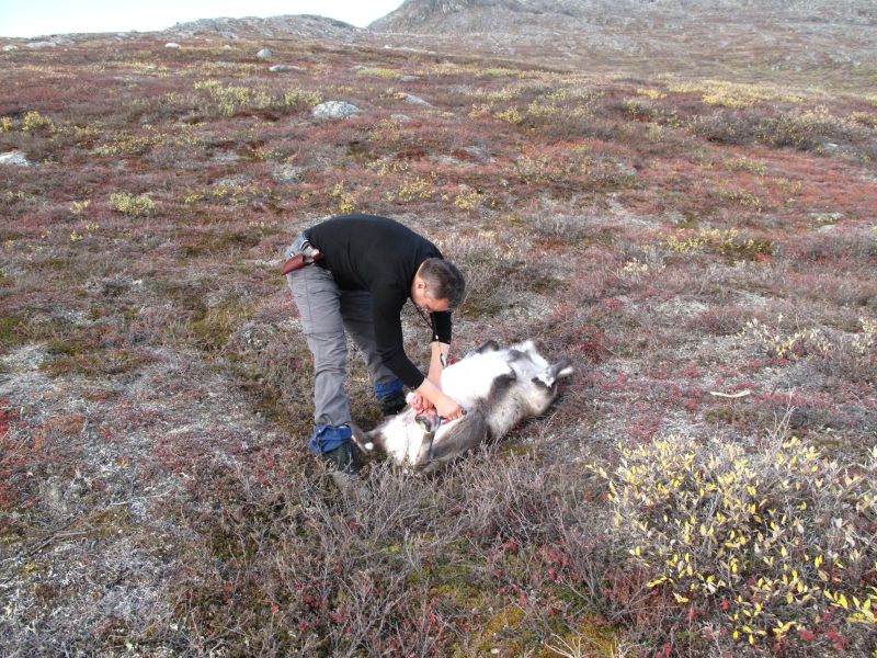 2010-09-25-1222_-_Rensdyr; Slagtning; Svend Sværd