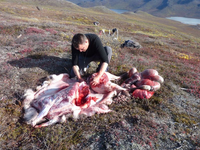 2010-09-25-1256_-_Rensdyrkød; Slagtning; Svend Sværd