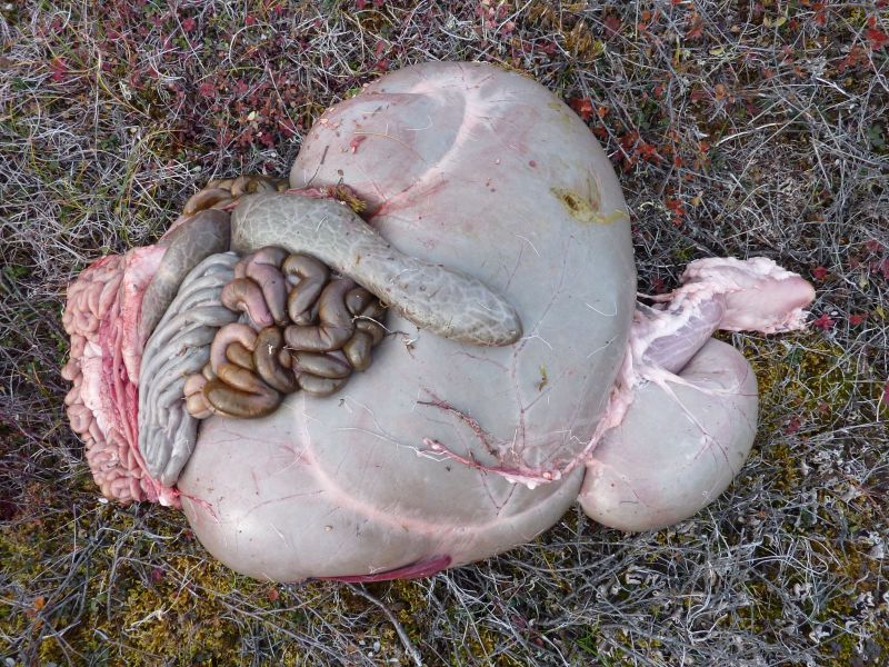 2010-09-25-1354_-_Mavesæk