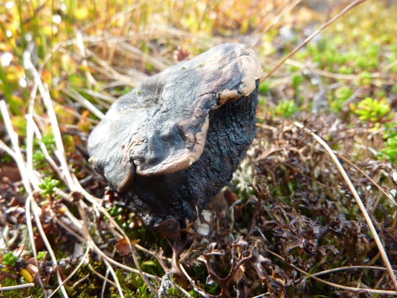 Svamp