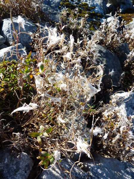 2010-09-07-1411_-_Vegetation