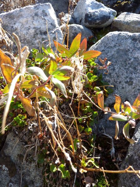 2010-09-07-1411_-_Vegetation_2