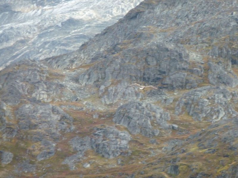 2010-09-28-1453_-_Havørn