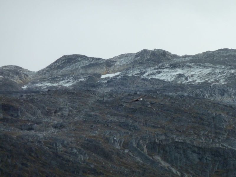 2010-09-28-1453_-_Havørn_2