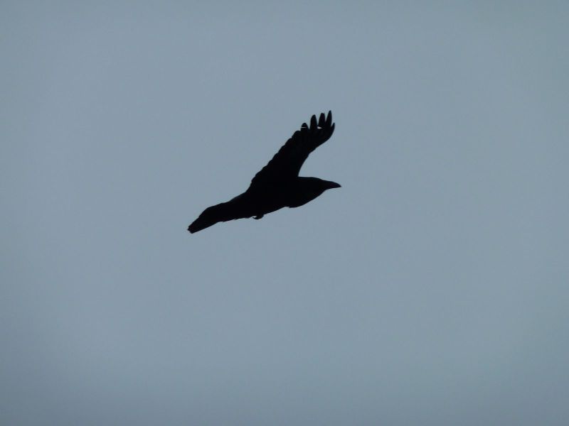 2010-09-28-1511_En ravn fløj rundt om os og brokkede sig_Ravn_4